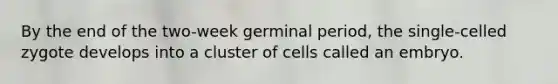 By the end of the two-week germinal period, the single-celled zygote develops into a cluster of cells called an embryo.