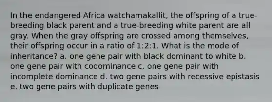 In the endangered Africa watchamakallit, the offspring of a true-breeding black parent and a true-breeding white parent are all gray. When the gray offspring are crossed among themselves, their offspring occur in a ratio of 1:2:1. What is the mode of inheritance? a. one gene pair with black dominant to white b. one gene pair with codominance c. one gene pair with incomplete dominance d. two gene pairs with recessive epistasis e. two gene pairs with duplicate genes