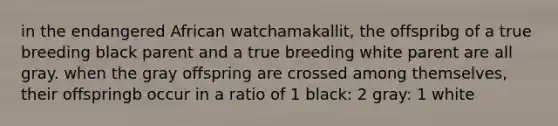 in the endangered African watchamakallit, the offspribg of a true breeding black parent and a true breeding white parent are all gray. when the gray offspring are crossed among themselves, their offspringb occur in a ratio of 1 black: 2 gray: 1 white