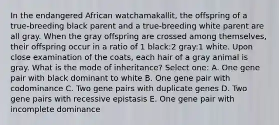 In the endangered African watchamakallit, the offspring of a true-breeding black parent and a true-breeding white parent are all gray. When the gray offspring are crossed among themselves, their offspring occur in a ratio of 1 black:2 gray:1 white. Upon close examination of the coats, each hair of a gray animal is gray. What is the mode of inheritance? Select one: A. One gene pair with black dominant to white B. One gene pair with codominance C. Two gene pairs with duplicate genes D. Two gene pairs with recessive epistasis E. One gene pair with incomplete dominance