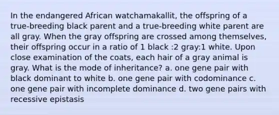 In the endangered African watchamakallit, the offspring of a true-breeding black parent and a true-breeding white parent are all gray. When the gray offspring are crossed among themselves, their offspring occur in a ratio of 1 black :2 gray:1 white. Upon close examination of the coats, each hair of a gray animal is gray. What is the mode of inheritance? a. one gene pair with black dominant to white b. one gene pair with codominance c. one gene pair with incomplete dominance d. two gene pairs with recessive epistasis