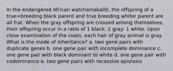 In the endangered African watchamakallit, the offspring of a true=breeding black parent and true breeding whiter parent are all frat. When the gray offspring are crossed among themselves, their offspring occur in a ratio of 1 black: 2 gray: 1 white. Upon close examination of the coats, each hair of gray animal is gray. What is the mode of inheritance? a. two gene pairs with duplicate genes b. one gene pair with incomplete dominance c. one gene pair with black dominant to white d. one gene pair with codominance e. two gene pairs with recessive epistasis