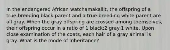 In the endangered African watchamakallit, the offspring of a true-breeding black parent and a true-breeding white parent are all gray. When the gray offspring are crossed among themselves, their offspring occur in a ratio of 1 black:2 gray:1 white. Upon close examination of the coats, each hair of a gray animal is gray. What is the mode of inheritance?