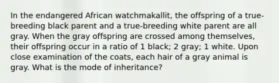 In the endangered African watchmakallit, the offspring of a true-breeding black parent and a true-breeding white parent are all gray. When the gray offspring are crossed among themselves, their offspring occur in a ratio of 1 black; 2 gray; 1 white. Upon close examination of the coats, each hair of a gray animal is gray. What is the mode of inheritance?