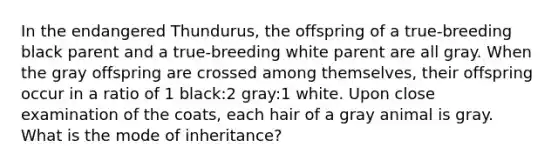 In the endangered Thundurus, the offspring of a true-breeding black parent and a true-breeding white parent are all gray. When the gray offspring are crossed among themselves, their offspring occur in a ratio of 1 black:2 gray:1 white. Upon close examination of the coats, each hair of a gray animal is gray. What is the mode of inheritance?