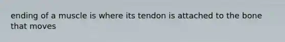 ending of a muscle is where its tendon is attached to the bone that moves