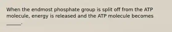 When the endmost phosphate group is split off from the ATP molecule, energy is released and the ATP molecule becomes ______.