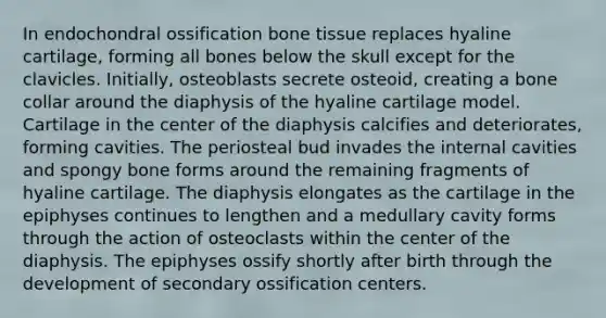 In endochondral ossification bone tissue replaces hyaline cartilage, forming all bones below the skull except for the clavicles. Initially, osteoblasts secrete osteoid, creating a bone collar around the diaphysis of the hyaline cartilage model. Cartilage in the center of the diaphysis calcifies and deteriorates, forming cavities. The periosteal bud invades the internal cavities and spongy bone forms around the remaining fragments of hyaline cartilage. The diaphysis elongates as the cartilage in the epiphyses continues to lengthen and a medullary cavity forms through the action of osteoclasts within the center of the diaphysis. The epiphyses ossify shortly after birth through the development of secondary ossification centers.