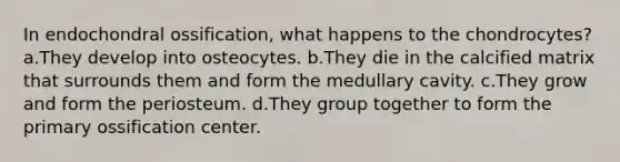 In endochondral ossification, what happens to the chondrocytes? a.They develop into osteocytes. b.They die in the calcified matrix that surrounds them and form the medullary cavity. c.They grow and form the periosteum. d.They group together to form the primary ossification center.