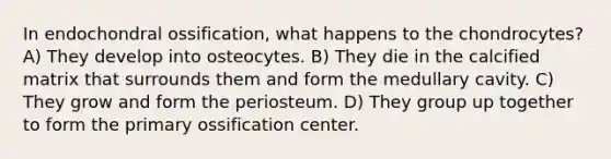 In endochondral ossification, what happens to the chondrocytes? A) They develop into osteocytes. B) They die in the calcified matrix that surrounds them and form the medullary cavity. C) They grow and form the periosteum. D) They group up together to form the primary ossification center.