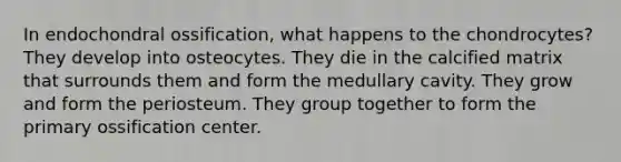 In endochondral ossification, what happens to the chondrocytes? They develop into osteocytes. They die in the calcified matrix that surrounds them and form the medullary cavity. They grow and form the periosteum. They group together to form the primary ossification center.