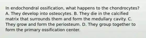 In endochondral ossification, what happens to the chondrocytes? A. They develop into osteocytes. B. They die in the calcified matrix that surrounds them and form the medullary cavity. C. They grow and form the periosteum. D. They group together to form the primary ossification center.