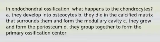 In endochondral ossification, what happens to the chondrocytes? a. they develop into osteocytes b. they die in the calcified matrix that surrounds them and form the medullary cavity c. they grow and form the periosteum d. they group together to form the primary ossification center