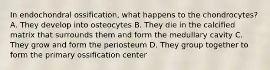 In endochondral ossification, what happens to the chondrocytes? A. They develop into osteocytes B. They die in the calcified matrix that surrounds them and form the medullary cavity C. They grow and form the periosteum D. They group together to form the primary ossification center