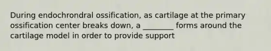 During endochrondral ossification, as cartilage at the primary ossification center breaks down, a ________ forms around the cartilage model in order to provide support