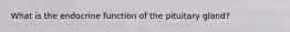 What is the endocrine function of the pituitary gland?