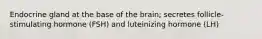 Endocrine gland at the base of the brain; secretes follicle-stimulating hormone (FSH) and luteinizing hormone (LH)