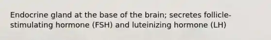 Endocrine gland at the base of the brain; secretes follicle-stimulating hormone (FSH) and luteinizing hormone (LH)