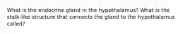 What is the endocrine gland in the hypothalamus? What is the stalk-like structure that connects the gland to the hypothalamus called?