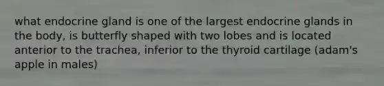 what endocrine gland is one of the largest endocrine glands in the body, is butterfly shaped with two lobes and is located anterior to the trachea, inferior to the thyroid cartilage (adam's apple in males)