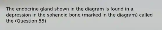 The endocrine gland shown in the diagram is found in a depression in the sphenoid bone (marked in the diagram) called the (Question 55)