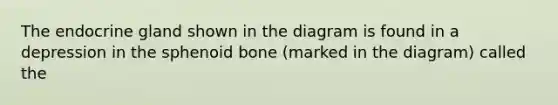 The endocrine gland shown in the diagram is found in a depression in the sphenoid bone (marked in the diagram) called the