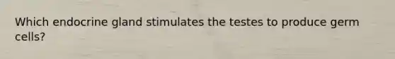 Which endocrine gland stimulates the testes to produce germ cells?