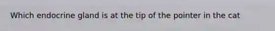 Which endocrine gland is at the tip of the pointer in the cat