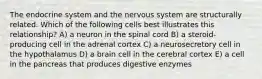 The endocrine system and the nervous system are structurally related. Which of the following cells best illustrates this relationship? A) a neuron in the spinal cord B) a steroid-producing cell in the adrenal cortex C) a neurosecretory cell in the hypothalamus D) a brain cell in the cerebral cortex E) a cell in the pancreas that produces digestive enzymes