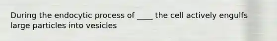 During the endocytic process of ____ the cell actively engulfs large particles into vesicles