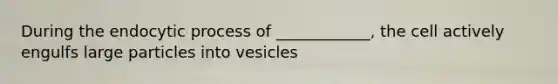 During the endocytic process of ____________, the cell actively engulfs large particles into vesicles