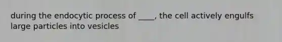 during the endocytic process of ____, the cell actively engulfs large particles into vesicles