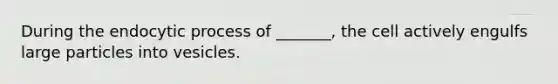 During the endocytic process of _______, the cell actively engulfs large particles into vesicles.