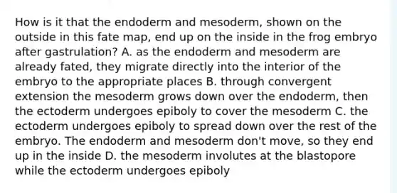 How is it that the endoderm and mesoderm, shown on the outside in this fate map, end up on the inside in the frog embryo after gastrulation? A. as the endoderm and mesoderm are already fated, they migrate directly into the interior of the embryo to the appropriate places B. through convergent extension the mesoderm grows down over the endoderm, then the ectoderm undergoes epiboly to cover the mesoderm C. the ectoderm undergoes epiboly to spread down over the rest of the embryo. The endoderm and mesoderm don't move, so they end up in the inside D. the mesoderm involutes at the blastopore while the ectoderm undergoes epiboly