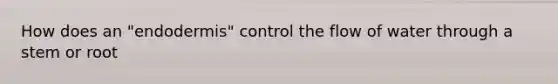 How does an "endodermis" control the flow of water through a stem or root