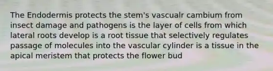 The Endodermis protects the stem's vascualr cambium from insect damage and pathogens is the layer of cells from which lateral roots develop is a root tissue that selectively regulates passage of molecules into the vascular cylinder is a tissue in the apical meristem that protects the flower bud