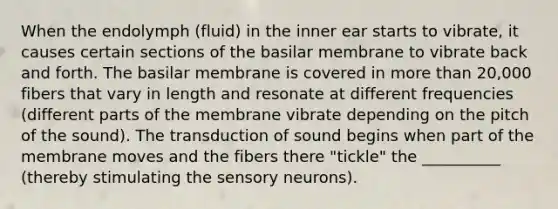 When the endolymph (fluid) in the inner ear starts to vibrate, it causes certain sections of the basilar membrane to vibrate back and forth. The basilar membrane is covered in <a href='https://www.questionai.com/knowledge/keWHlEPx42-more-than' class='anchor-knowledge'>more than</a> 20,000 fibers that vary in length and resonate at different frequencies (different parts of the membrane vibrate depending on the pitch of the sound). The transduction of sound begins when part of the membrane moves and the fibers there "tickle" the __________ (thereby stimulating the sensory neurons).