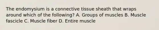 The endomysium is a connective tissue sheath that wraps around which of the following? A. Groups of muscles B. Muscle fascicle C. Muscle fiber D. Entire muscle