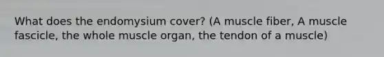 What does the endomysium cover? (A muscle fiber, A muscle fascicle, the whole muscle organ, the tendon of a muscle)