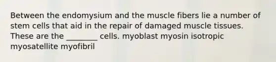 Between the endomysium and the muscle fibers lie a number of stem cells that aid in the repair of damaged muscle tissues. These are the ________ cells. myoblast myosin isotropic myosatellite myofibril