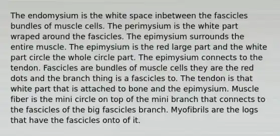 The endomysium is the white space inbetween the fascicles bundles of muscle cells. The perimysium is the white part wraped around the fascicles. The epimysium surrounds the entire muscle. The epimysium is the red large part and the white part circle the whole circle part. The epimysium connects to the tendon. Fascicles are bundles of muscle cells they are the red dots and the branch thing is a fascicles to. The tendon is that white part that is attached to bone and the epimysium. Muscle fiber is the mini circle on top of the mini branch that connects to the fascicles of the big fascicles branch. Myofibrils are the logs that have the fascicles onto of it.