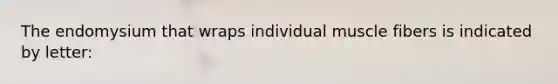 The endomysium that wraps individual muscle fibers is indicated by letter: