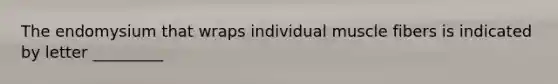 The endomysium that wraps individual muscle fibers is indicated by letter _________
