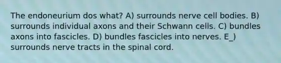 The endoneurium dos what? A) surrounds nerve cell bodies. B) surrounds individual axons and their Schwann cells. C) bundles axons into fascicles. D) bundles fascicles into nerves. E_) surrounds nerve tracts in the spinal cord.