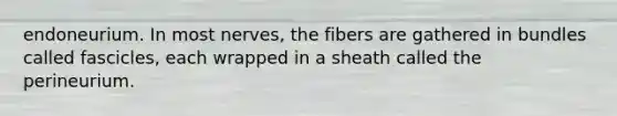 endoneurium. In most nerves, the fibers are gathered in bundles called fascicles, each wrapped in a sheath called the perineurium.