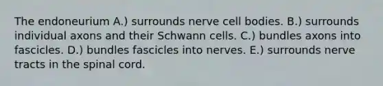 The endoneurium A.) surrounds nerve cell bodies. B.) surrounds individual axons and their Schwann cells. C.) bundles axons into fascicles. D.) bundles fascicles into nerves. E.) surrounds nerve tracts in the spinal cord.