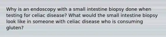 Why is an endoscopy with a small intestine biopsy done when testing for celiac disease? What would the small intestine biopsy look like in someone with celiac disease who is consuming gluten?