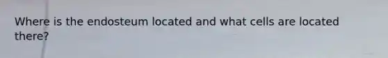 Where is the endosteum located and what cells are located there?