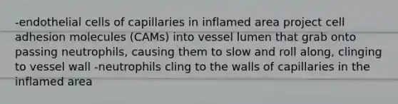 -endothelial cells of capillaries in inflamed area project cell adhesion molecules (CAMs) into vessel lumen that grab onto passing neutrophils, causing them to slow and roll along, clinging to vessel wall -neutrophils cling to the walls of capillaries in the inflamed area