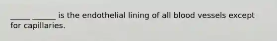 _____ ______ is the endothelial lining of all blood vessels except for capillaries.